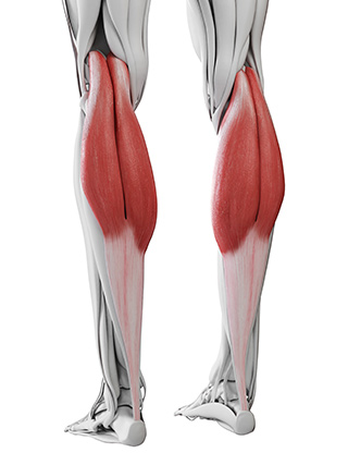 https://www.precisionfootandankle.co.uk/images/calf-muscle-anatomy.jpg